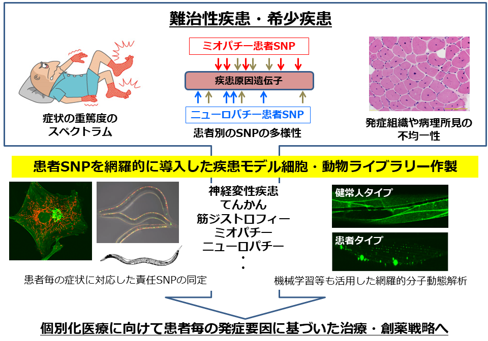 研究紹介図