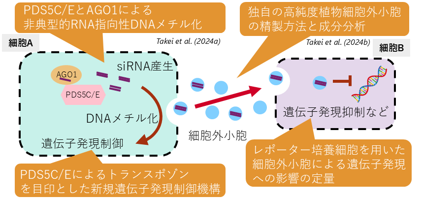 研究紹介図