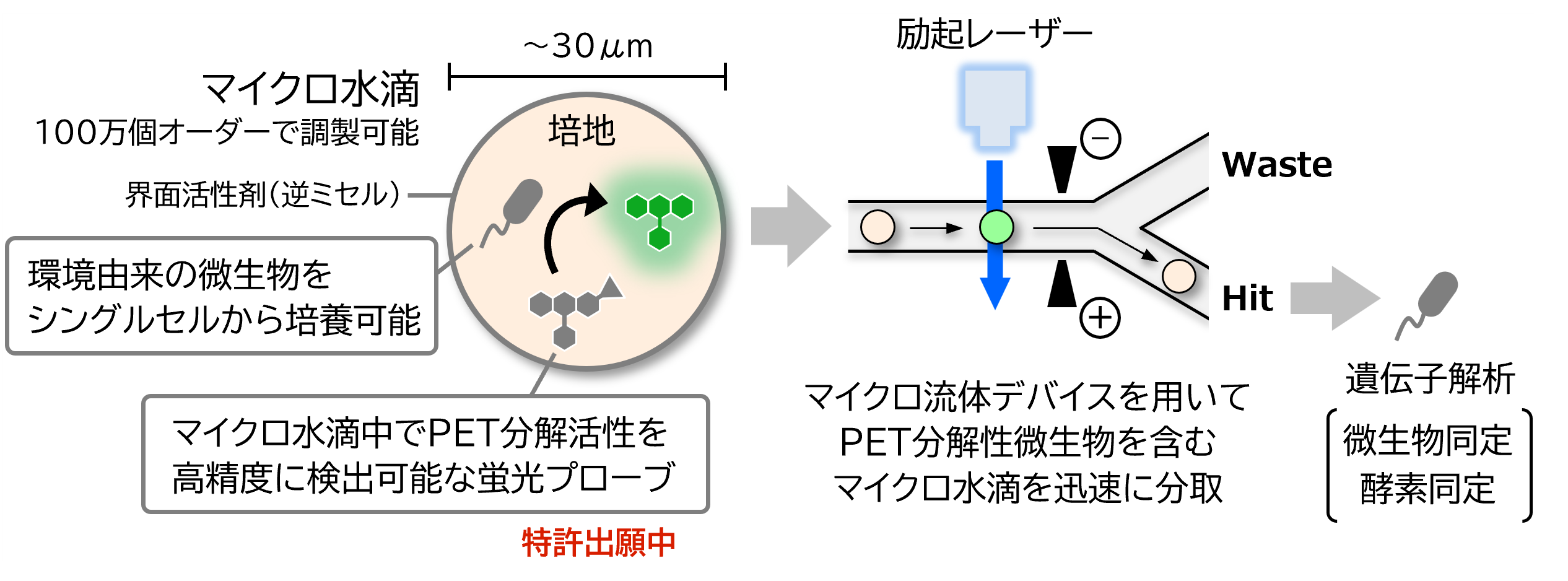 PET分解性微生物の高速スクリーニングシステムの図