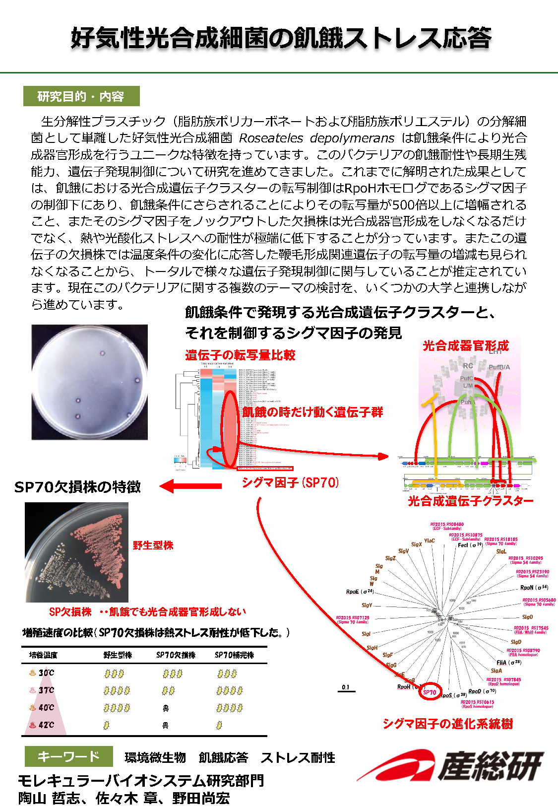 好気性光合成細菌の飢餓ストレス応答の図