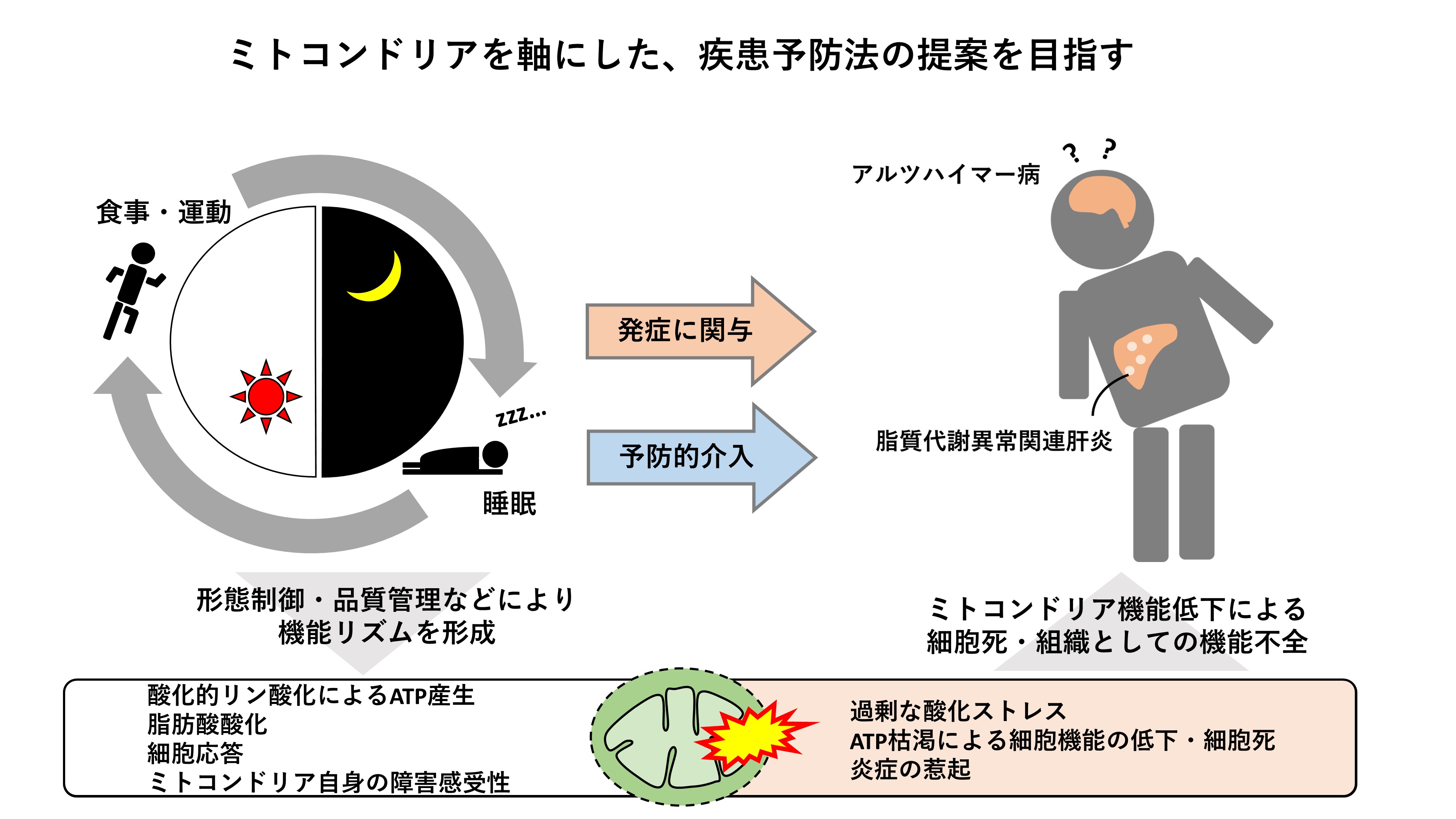 研究紹介図
