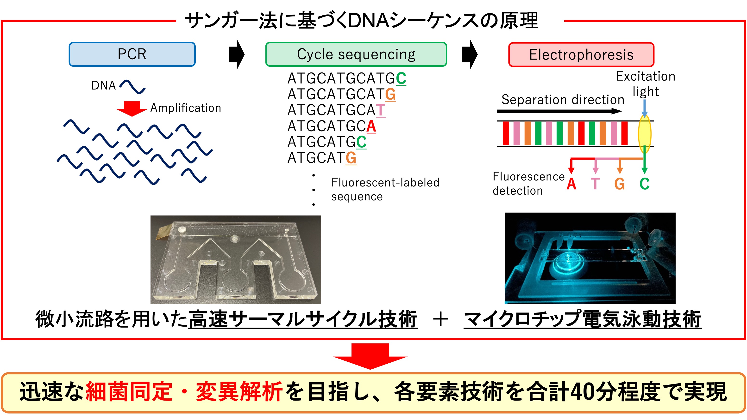 細菌の迅速同定技術の図