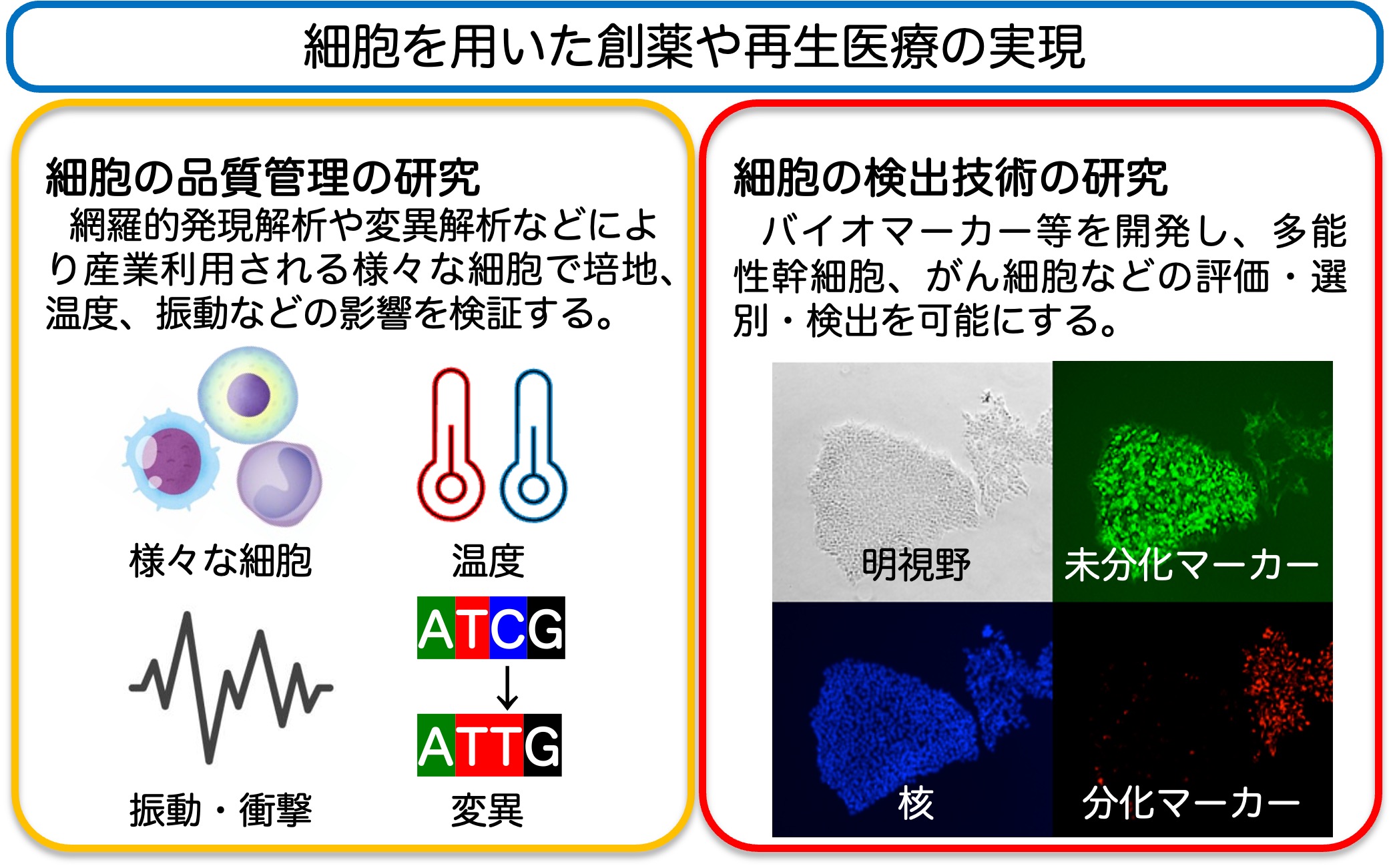研究紹介図