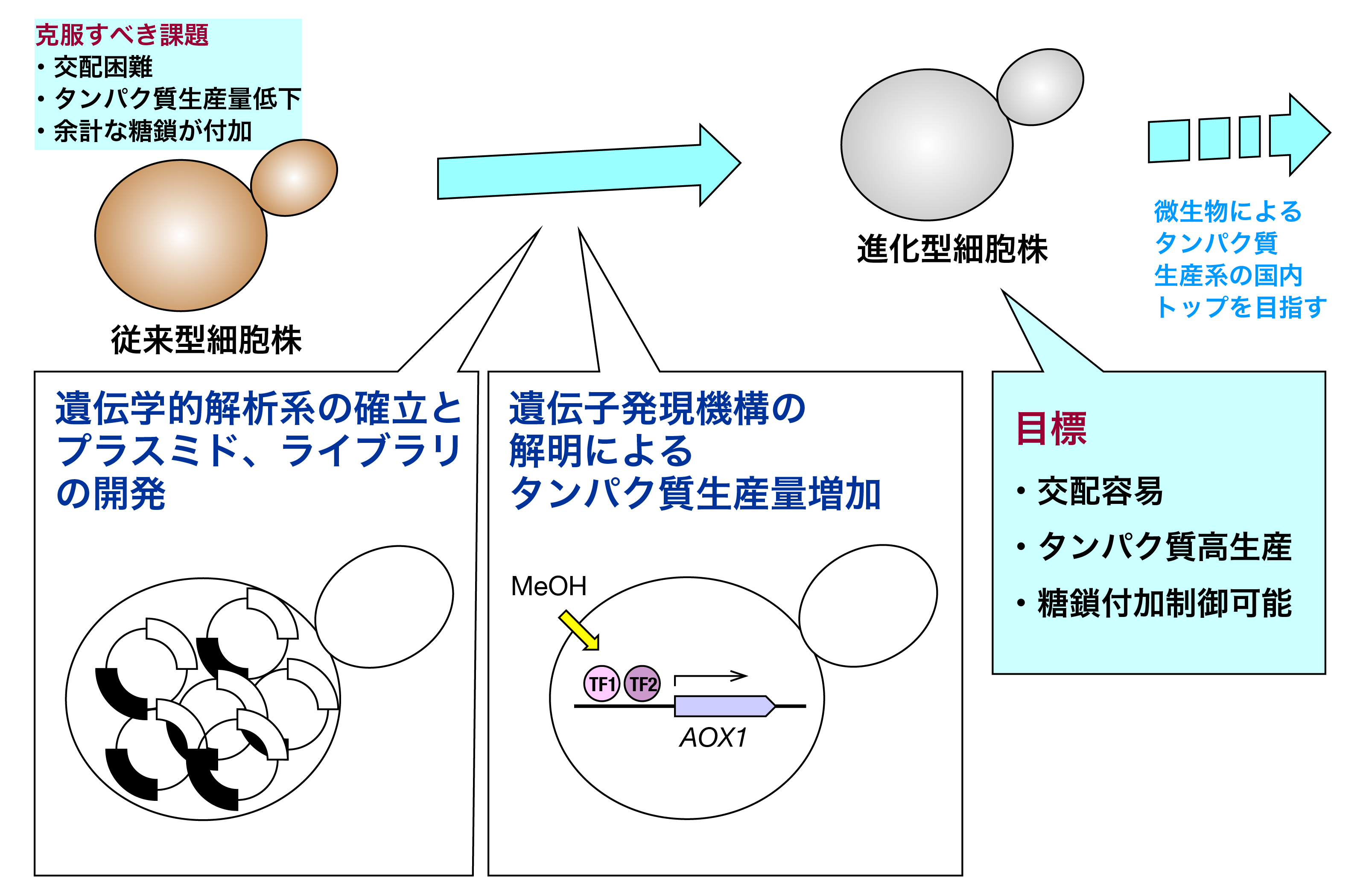 研究紹介図