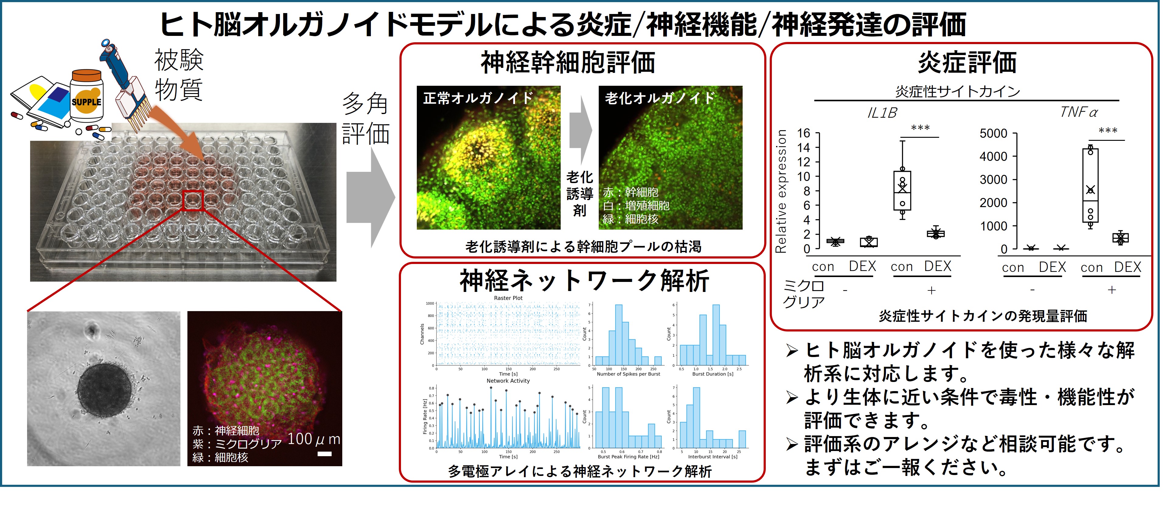 食品・医薬品・化成品が脳機能へ与える影響を評価 -ヒト脳オルガノイドによる神経機能・毒性評価-の図
