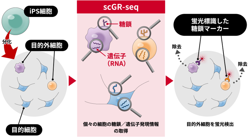 1細胞糖鎖-RNA解析による細胞品質管理マーカ―の開発の図