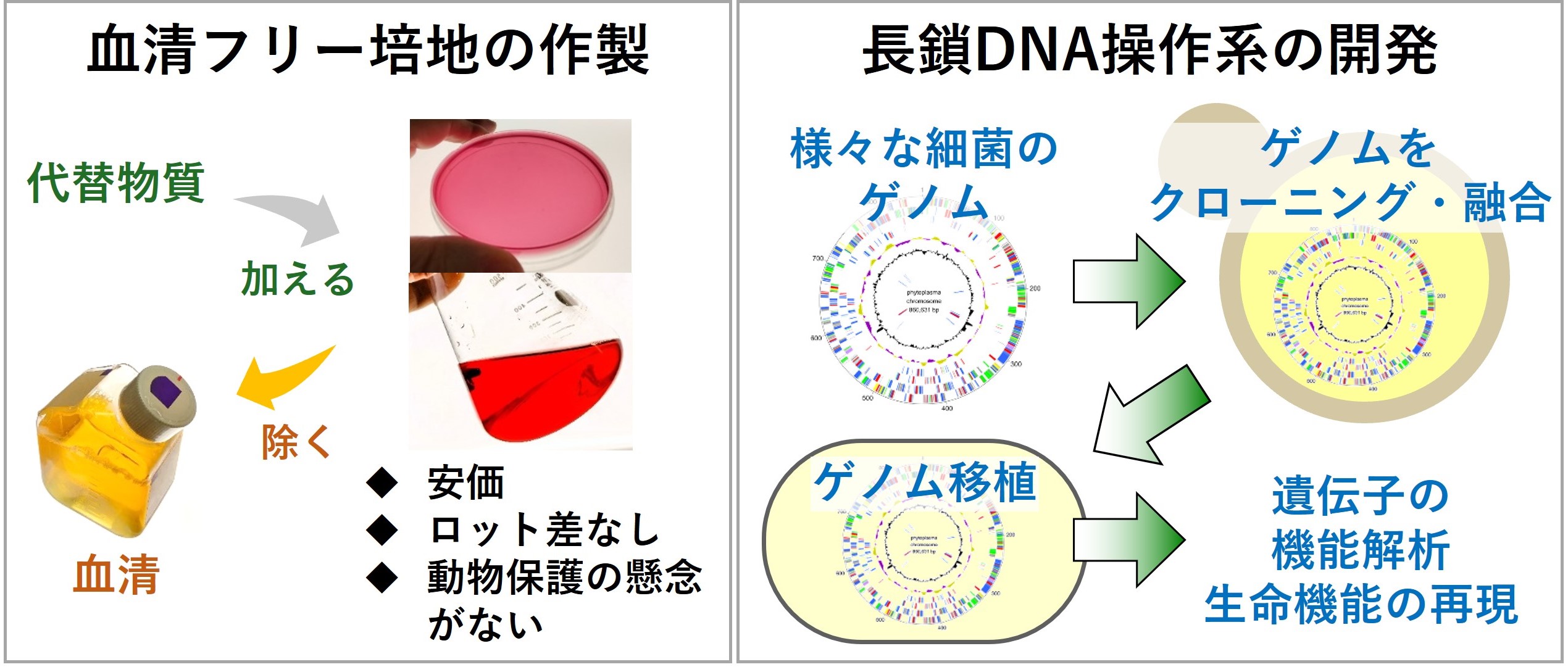 研究紹介図
