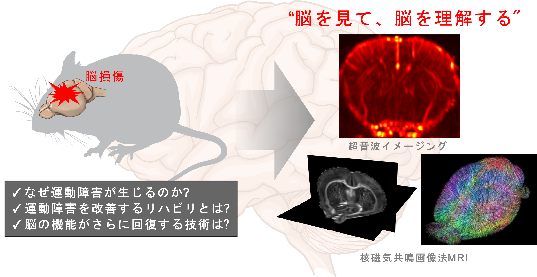 研究紹介図