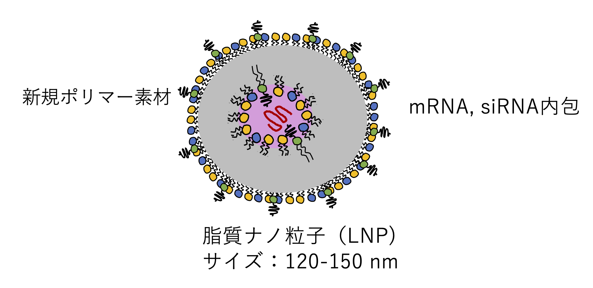 高い核酸導入効率の脂質ナノ粒子(LNP) の図