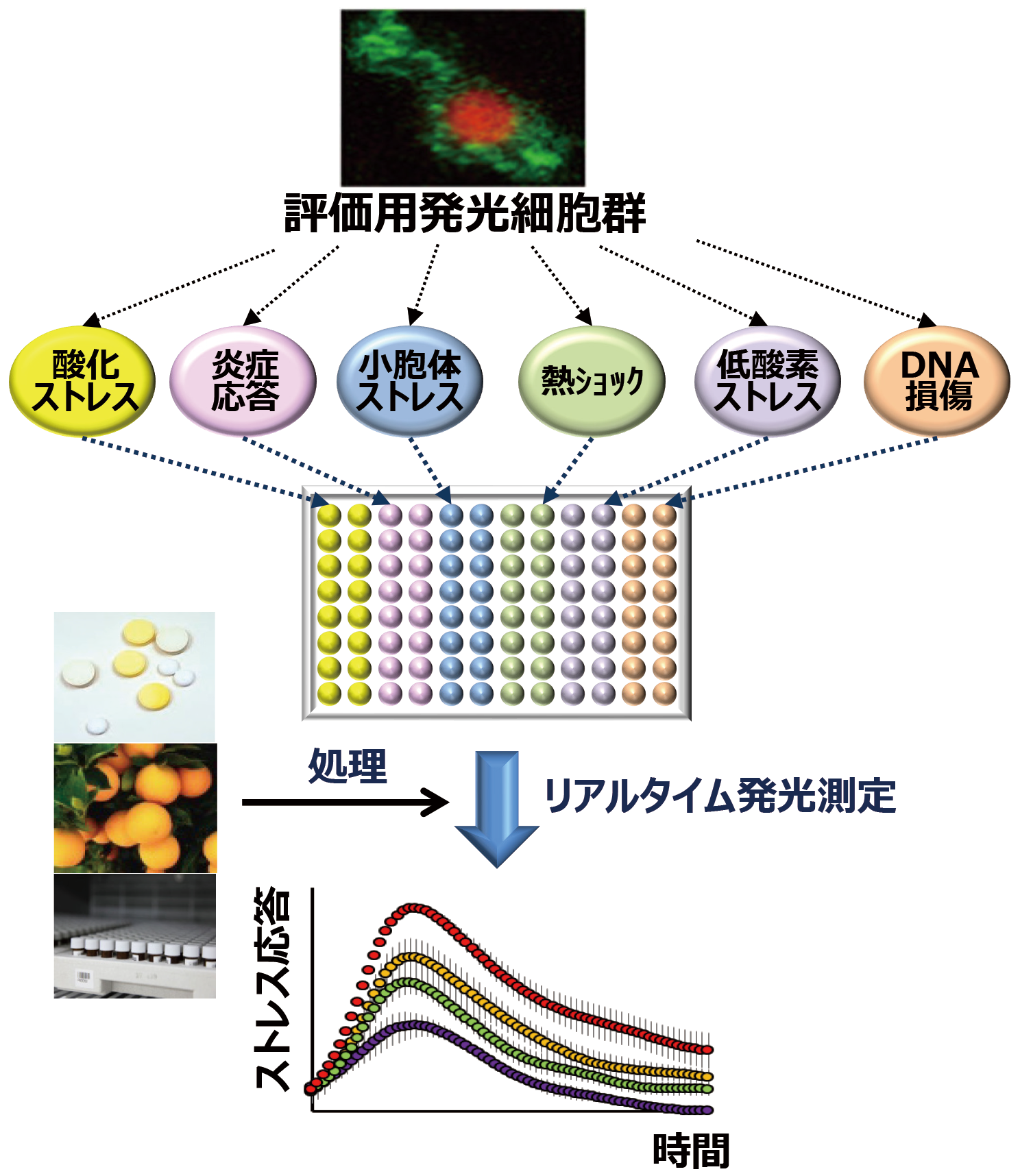 研究紹介図