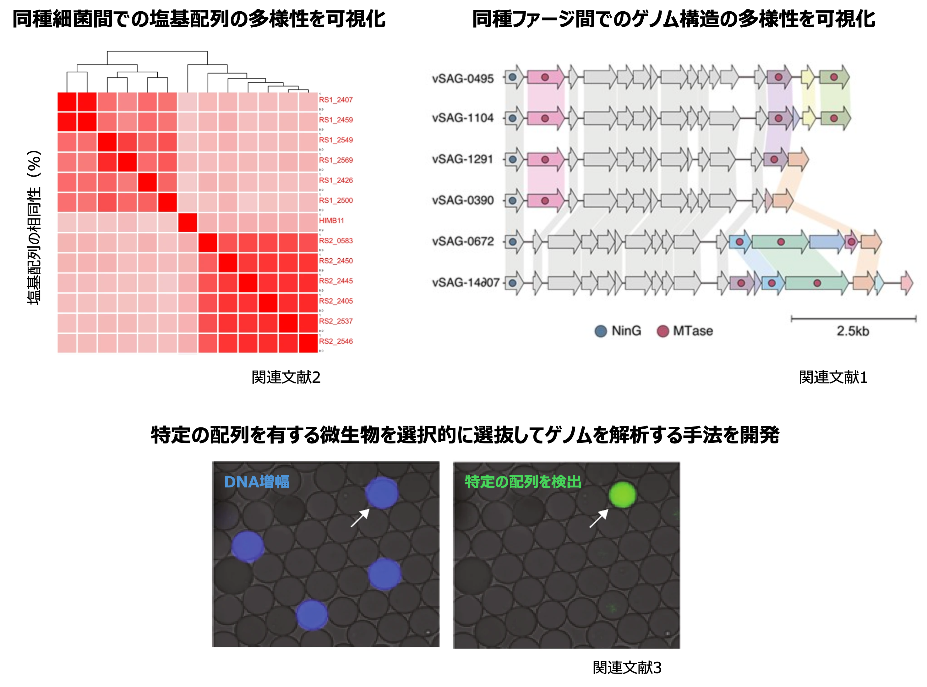1細胞/1粒子レベルでの比較ゲノム解析の図