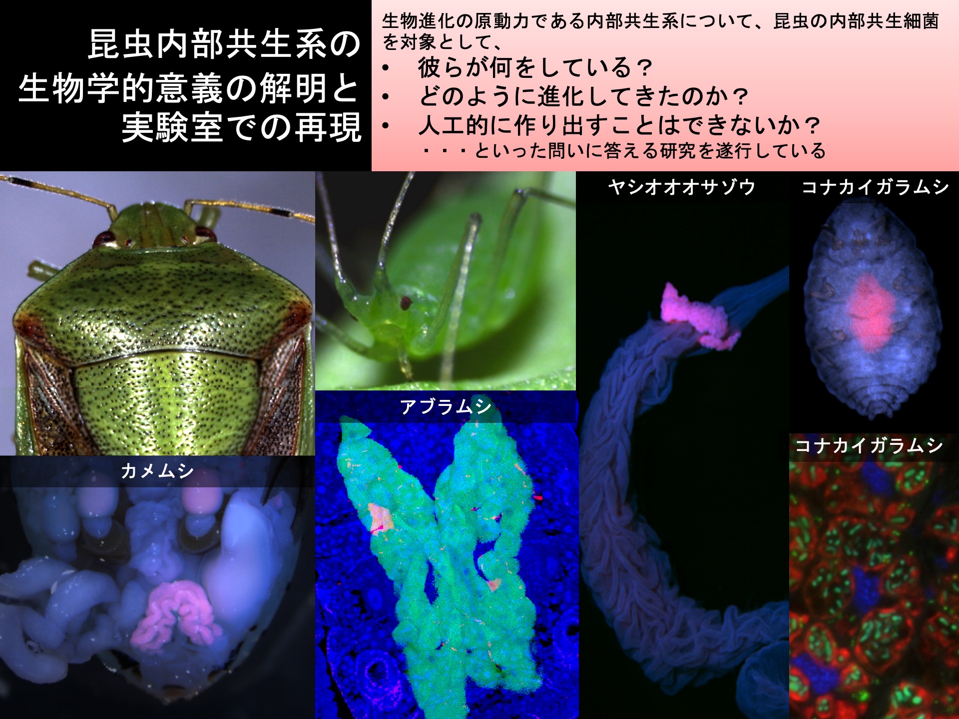 研究紹介図