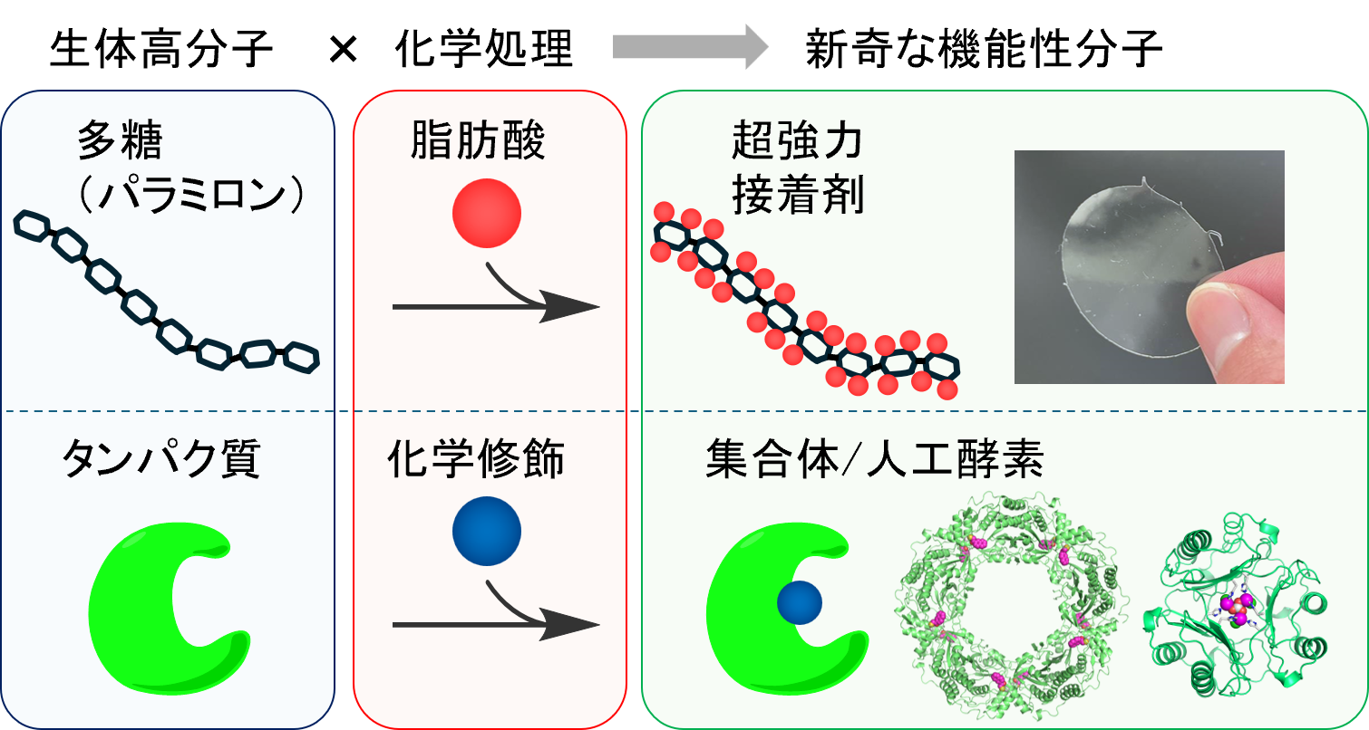 生体高分子の分子修飾に基づく機能性分子の創製の図