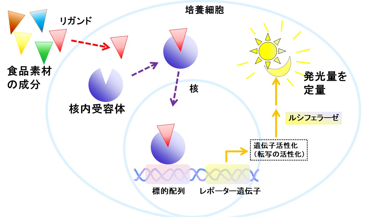 研究紹介図