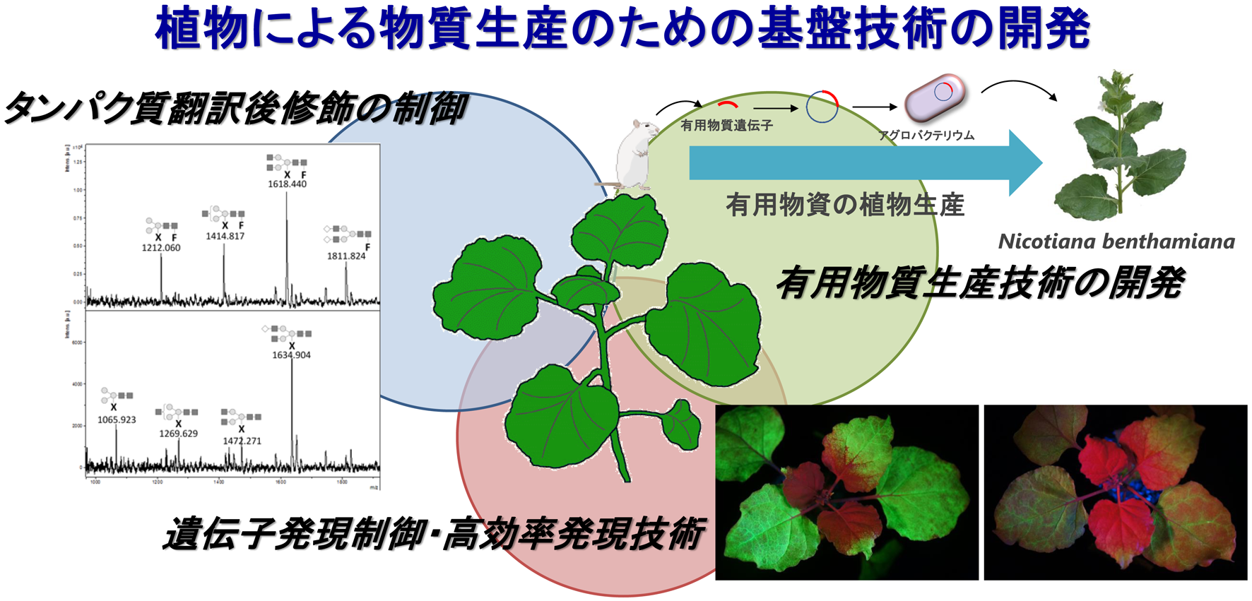 研究紹介図