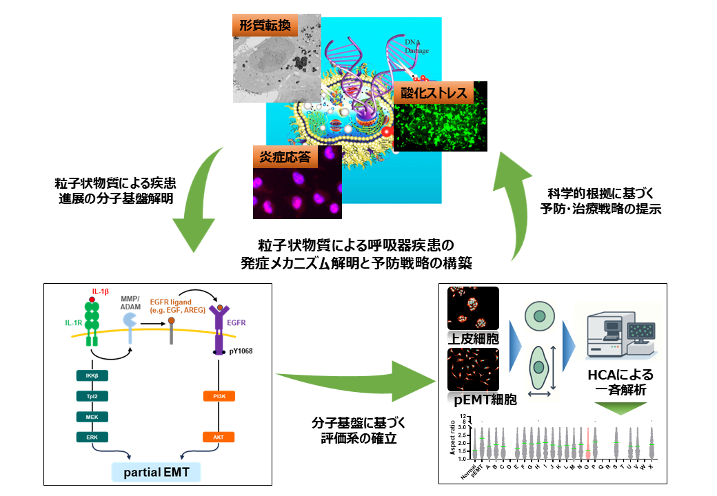 粒子状物質による呼吸器疾患の発症メカニズム解明と予防戦略の構築の図