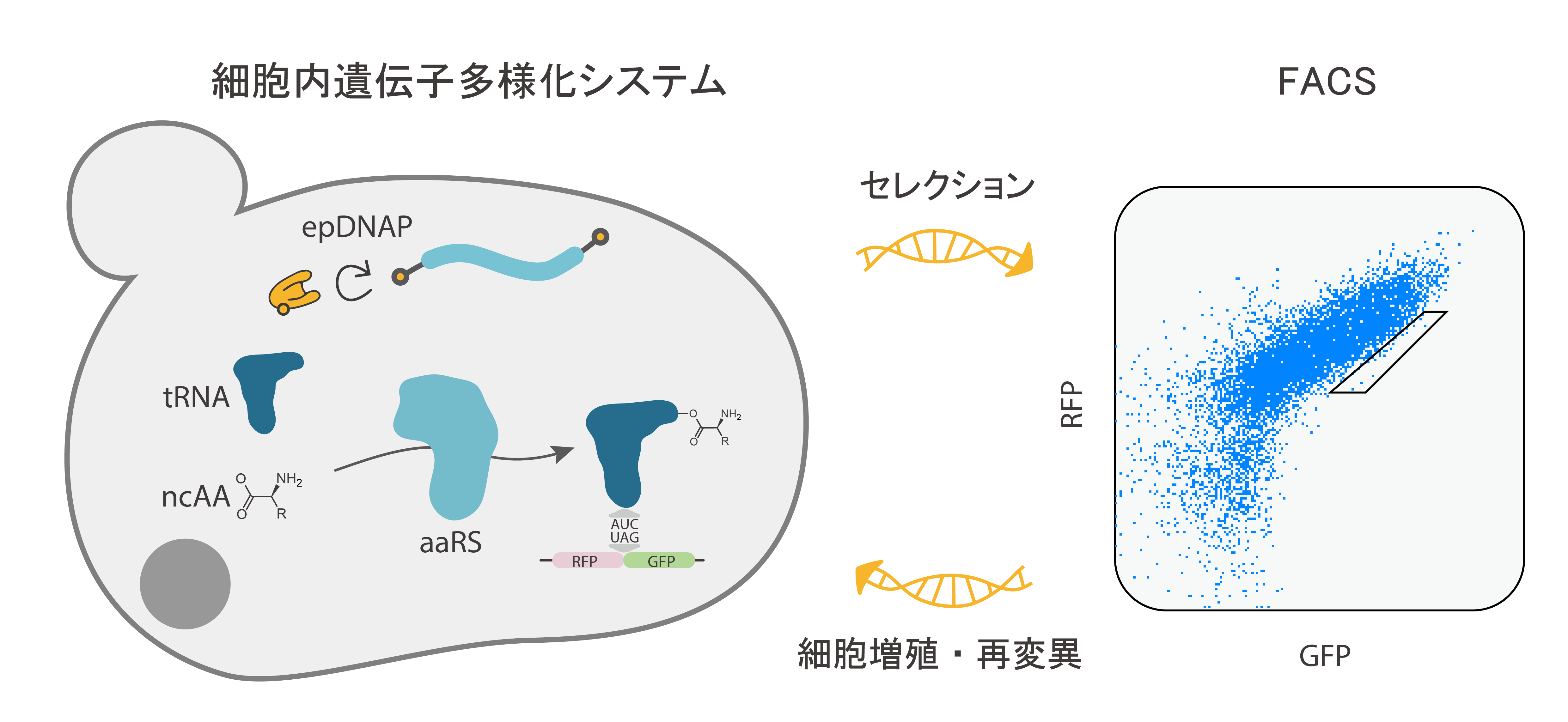 研究紹介図