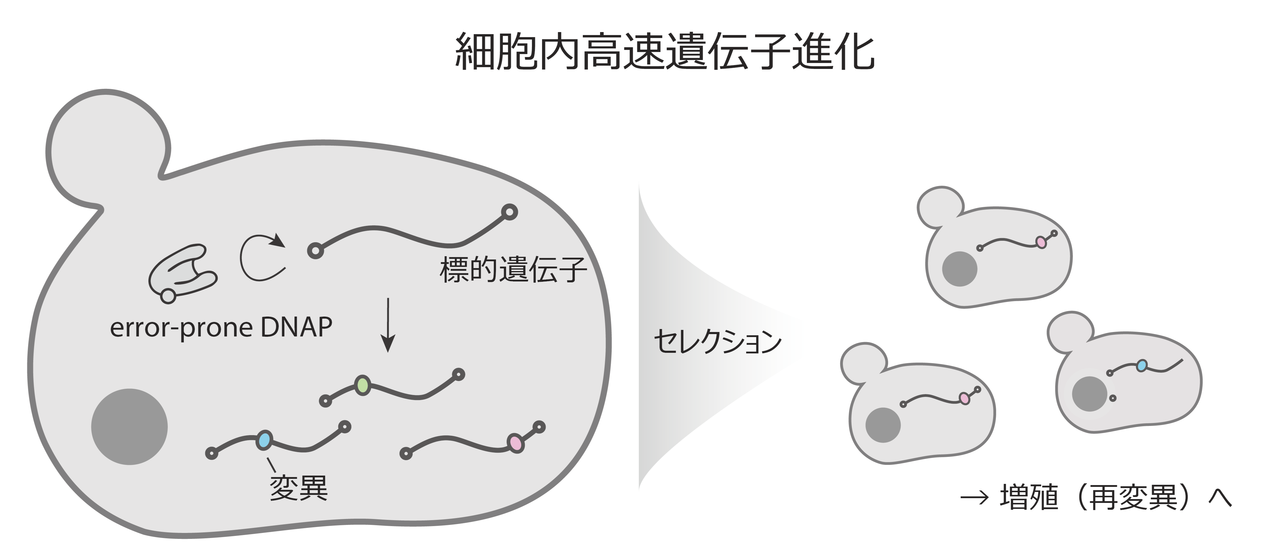 細胞内高速遺伝子進化の図