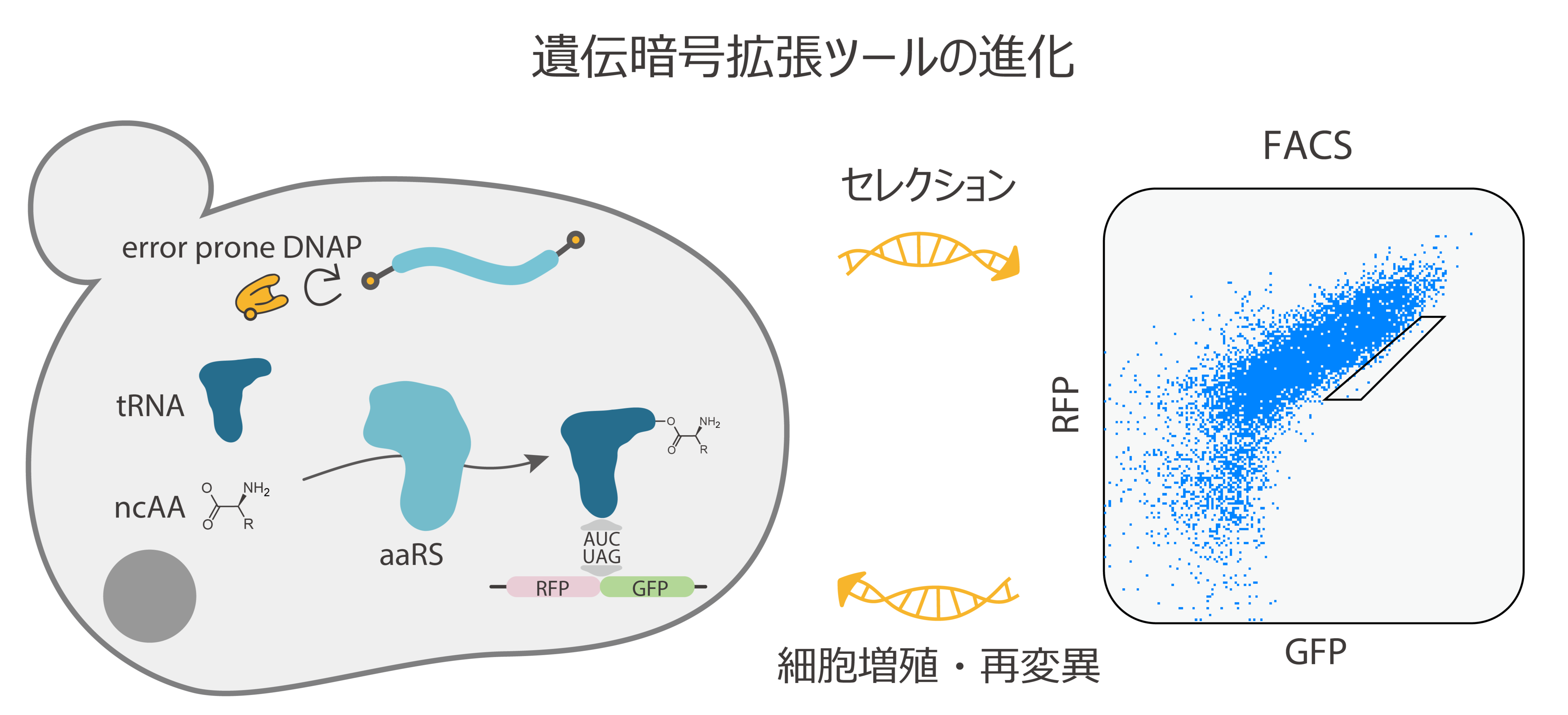 遺伝暗号拡張とタンパク質機能拡張の図