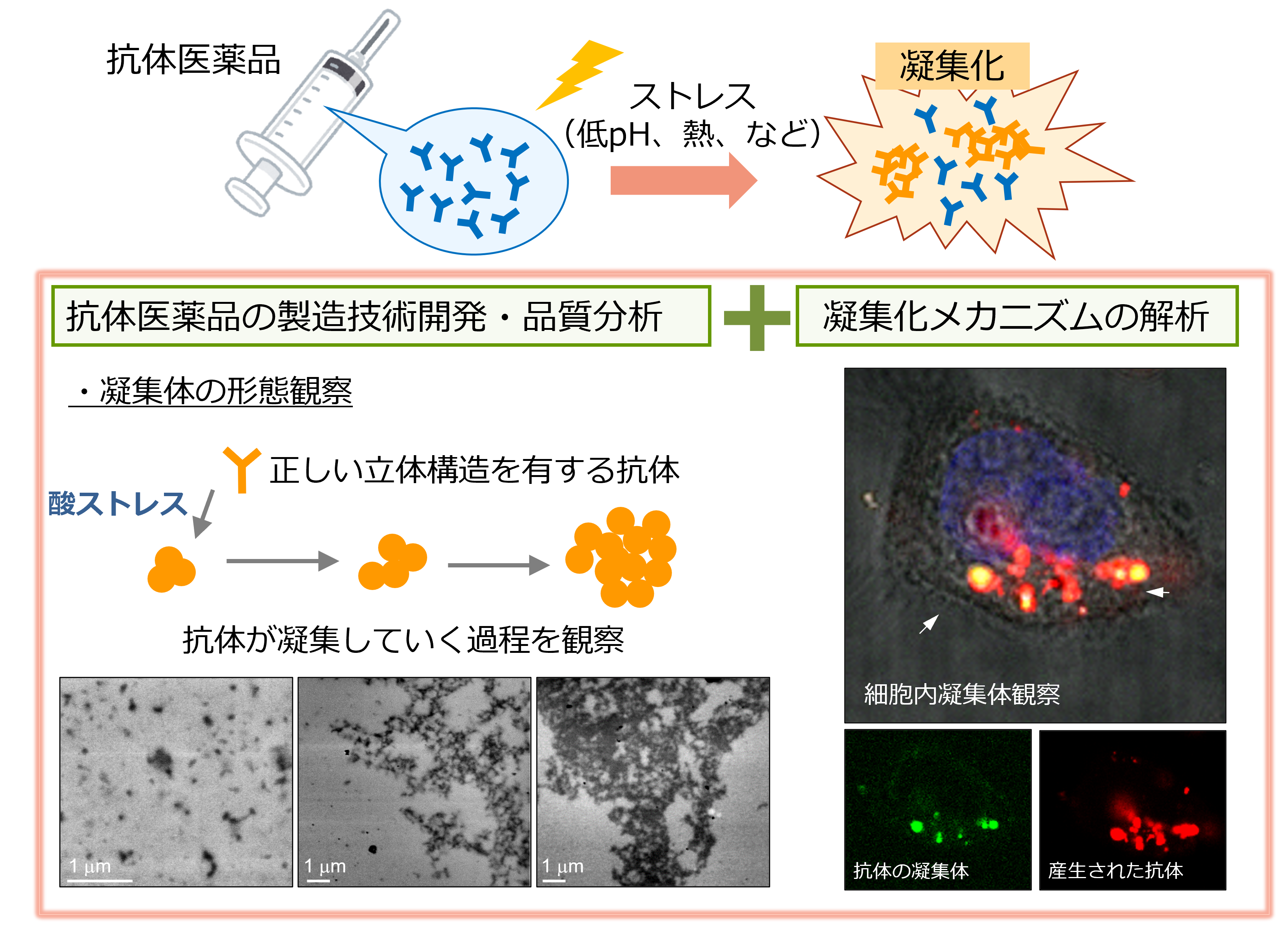抗体医薬品の品質安全性評価およびバイオ医薬品生産細胞の機能計測評価技術の開発の図