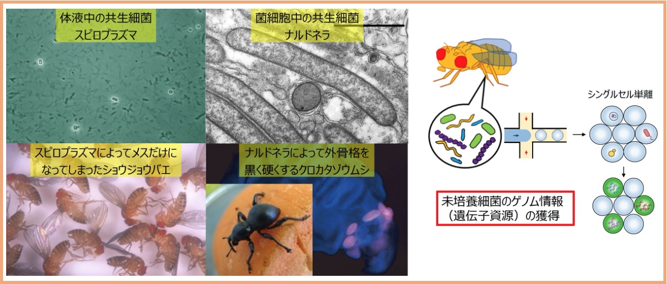 研究紹介図