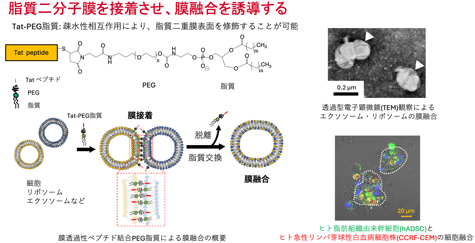 研究紹介図