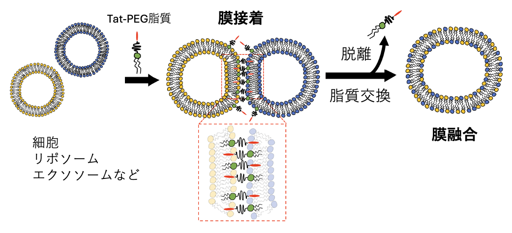 ペプチド高分子を用いた細胞融合技術の開発の図