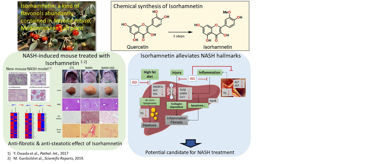 研究テーマ：イソラムネチンによる非アルコール性脂肪性肝炎（NASH）の改善効果