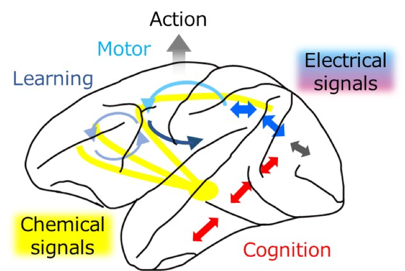 This figure shows neural circuits in the brain and the function of the circuits, for example cognition, learning, motor, and action. Neural circuits that transmit electrical signals and those that deliver chemical signals are illustrated.