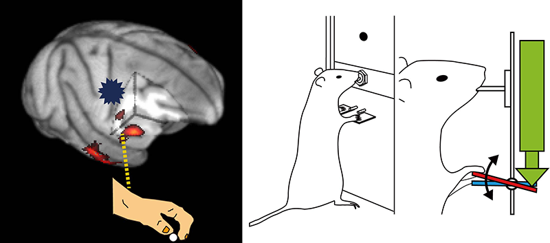 figure:The research concept of animal experiment-based neurorehabilitation