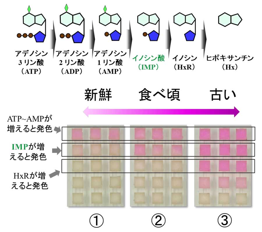 アデノシン3リン酸(ATP),アデノシン2リン酸(ADP),アデノシン1リン酸(AMP),イノシン酸(IMP),イノシン(HxR),ヒポキサンチン(Hx)