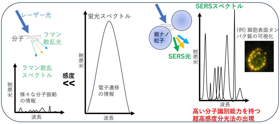 銀ナノ粒子 SERSスペクトル 高い分子識別能力を持つ超高感度分光法の出現 細胞表面タンパク質の可視化