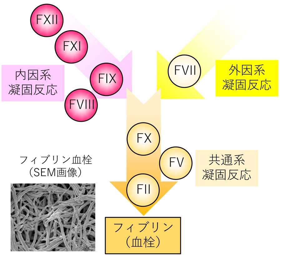 凝固カスケード,内因系凝固反応,外因系凝固反応,共通系凝固反応,フィブリン血栓