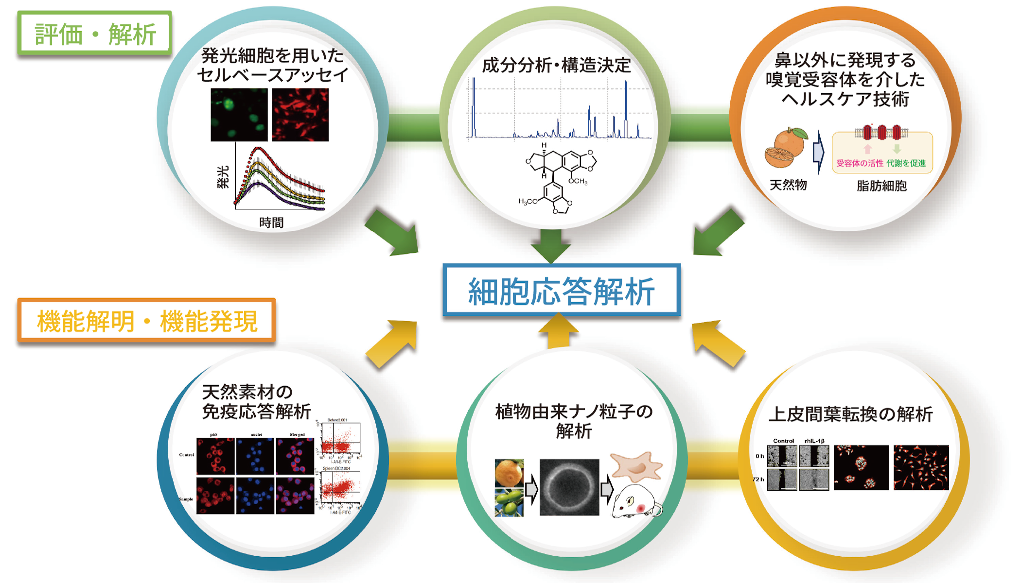 「発光細胞を用いたセルベースアッセイ,上皮間葉転換の解析,成分分析・構造決定,植物由来ナノ粒子の解析,鼻以外に発現する嗅覚受容体を介したヘルスケア技術,天然素材の免疫応答解析