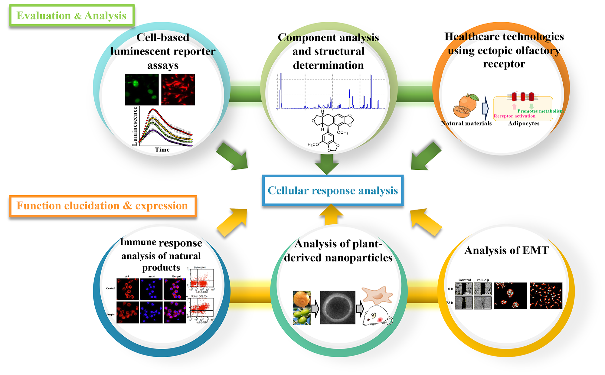 Cell-based luminescent reporter assays, Component analysis and structural determination, Healthcare technologies using ectopic olfactory receptor, Immune response analysis of natural products, Analysis of plant-derived nanoparticles, Analysis of EMT