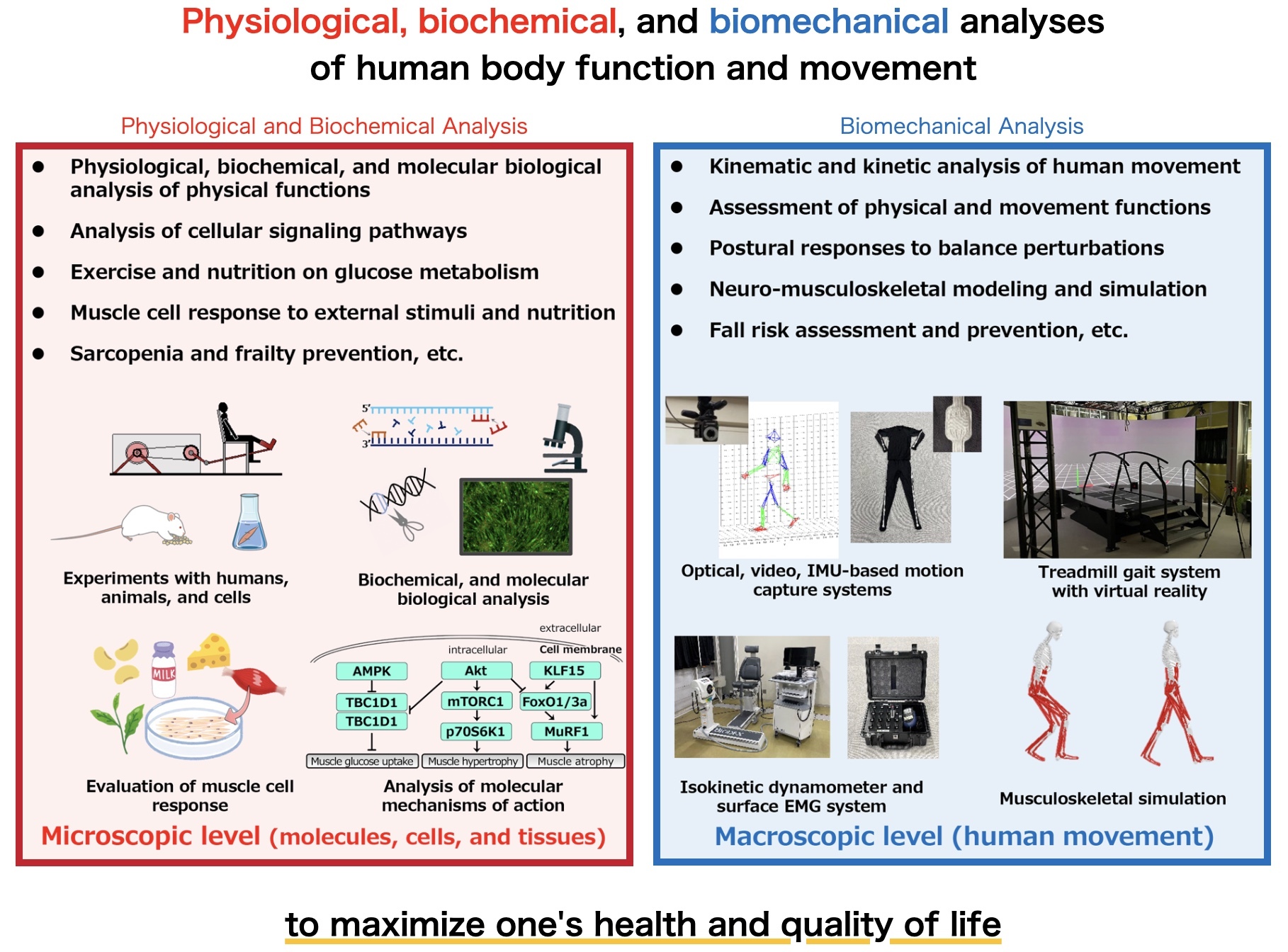 Physiological and Biochemical Analysis, Biomechanical Analysis