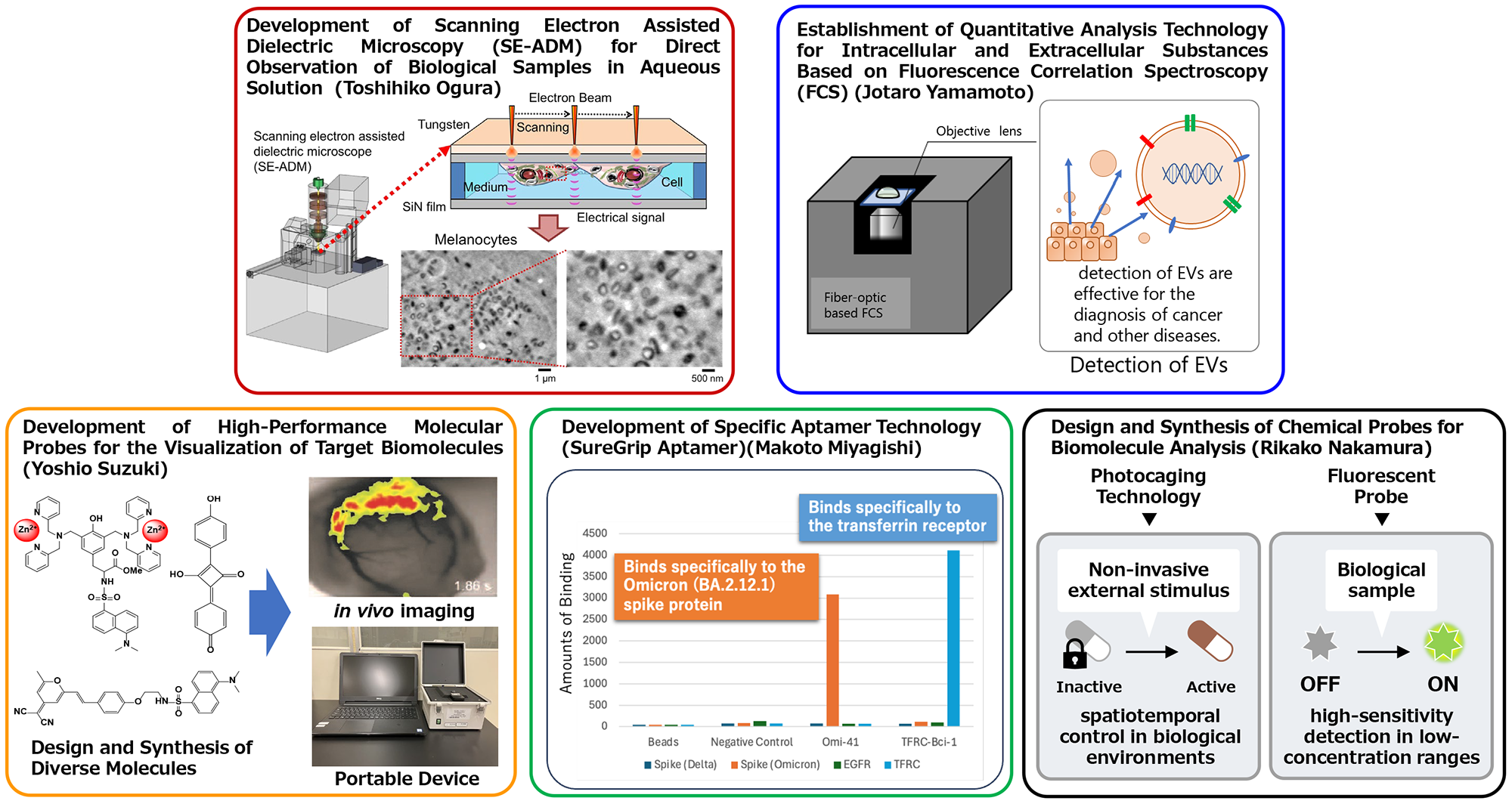 Development of Scanning Electron Assisted Dielectric Microscopy (SE-ADM) for Direct Observation of Biological Samples in Aqueous Solution, Establishment of Quantitative Analysis Technology for Intracellular and Extracellular Substances Based on Fluorescence Correlation Spectroscopy (FCS) , Development of High-Performance Molecular Probes for the Visualization of Target Biomolecules, Development of Specific Aptamer Technology (SureGrip Aptamer), Design and Synthesis of Chemical Probes for Biomolecule Analysis