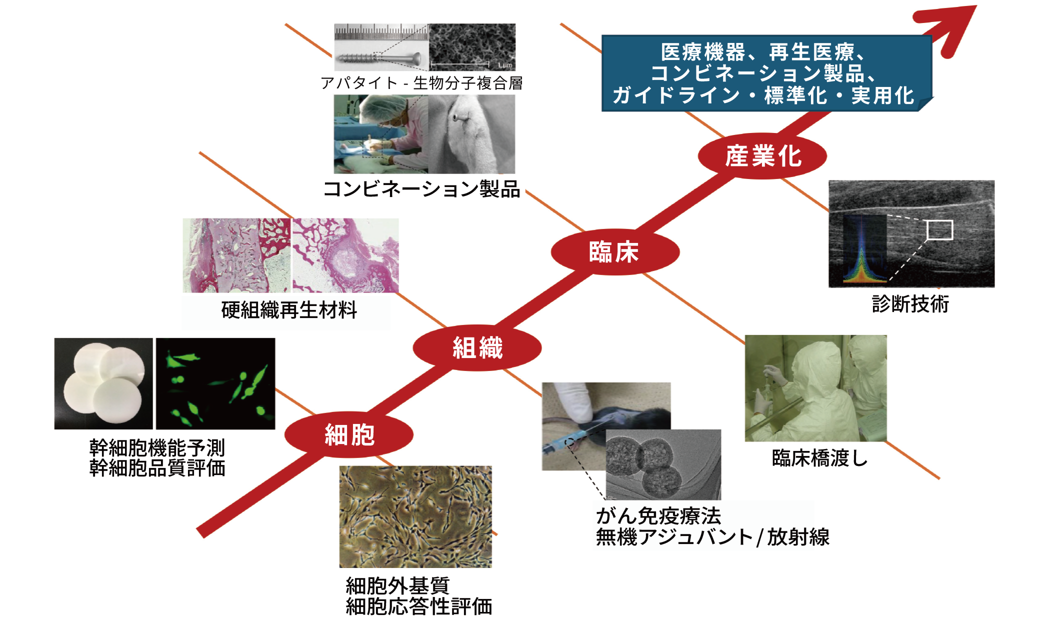 医療機器、再生医療、コンビネーション製品、ガイドライン・標準化・実用化,診断技術,アパタイト-生物分子複合層,コンビネーション製品,臨床橋渡し,硬組織再生材料,がん免疫療法,無機アジュバント/放射線,幹細胞機能予測,幹細胞品質評価,細胞外基質細胞応答性評価