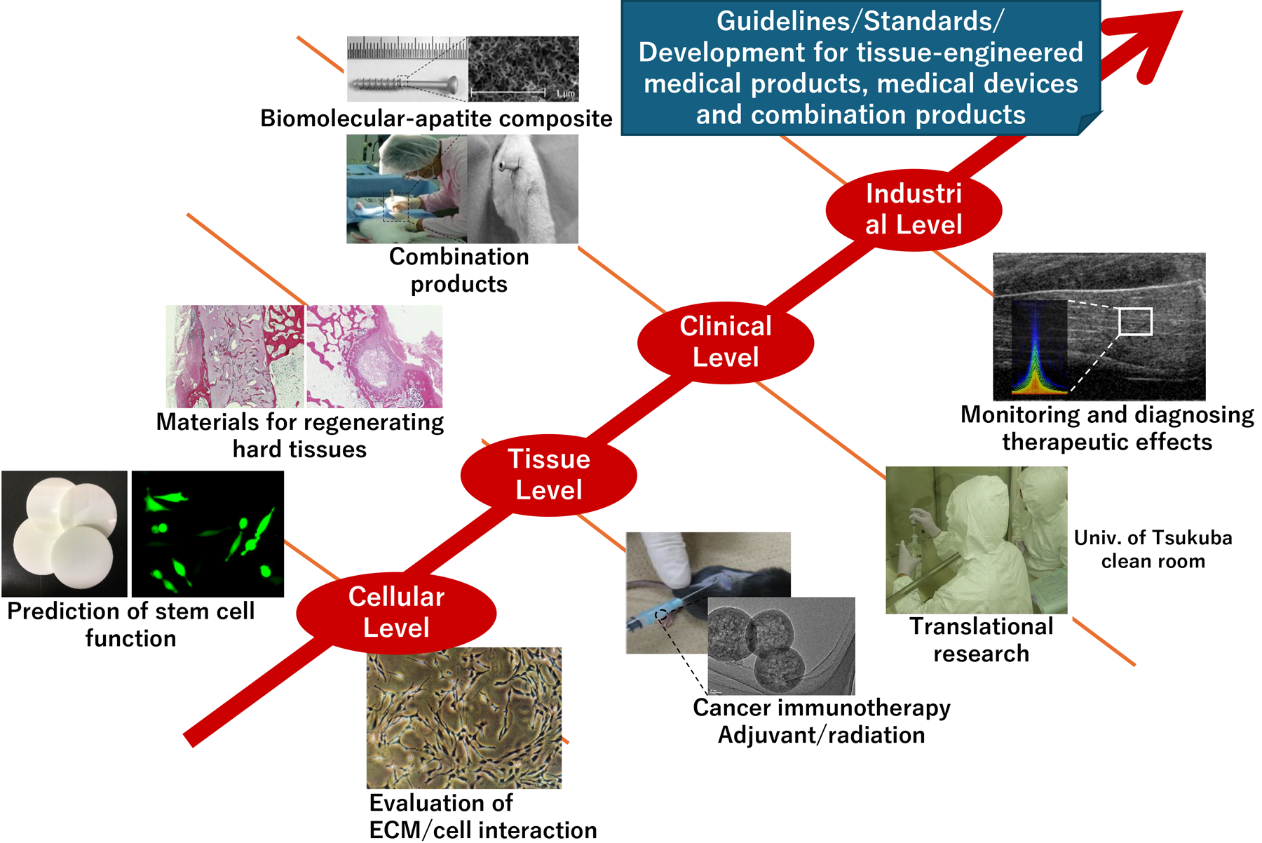 Guidelines/Standards/Development for tissue-engineered medical products, medical devices and combination products,Monitoring and diagnosing therapeutic effects,Biomolecular-apatite composite,Combination products,Translational research,Materials for regenerating hard tissues,Cancer immunotherapy Adjuvant/radiation,Prediction of stem cell function,Evaluation of ECM/cell interaction