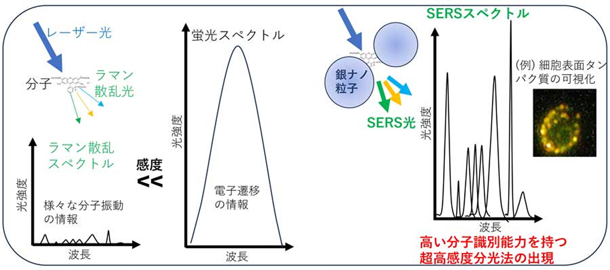 銀ナノ粒子 SERSスペクトル 高い分子識別能力を持つ超高感度分光法の出現 細胞表面タンパク質の可視化