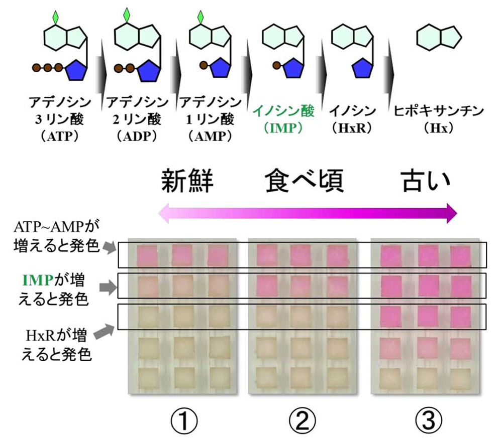 アデノシン3リン酸（ATP）,アデノシン2リン酸（ADP）,アデノシン1リン酸（AMP）,イノシン酸（IMP）,イノシン（HxR）,ヒポキサンチン（Hx）