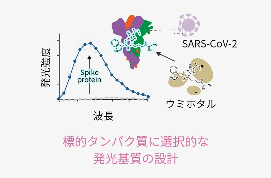 分子設計　ポンチ絵