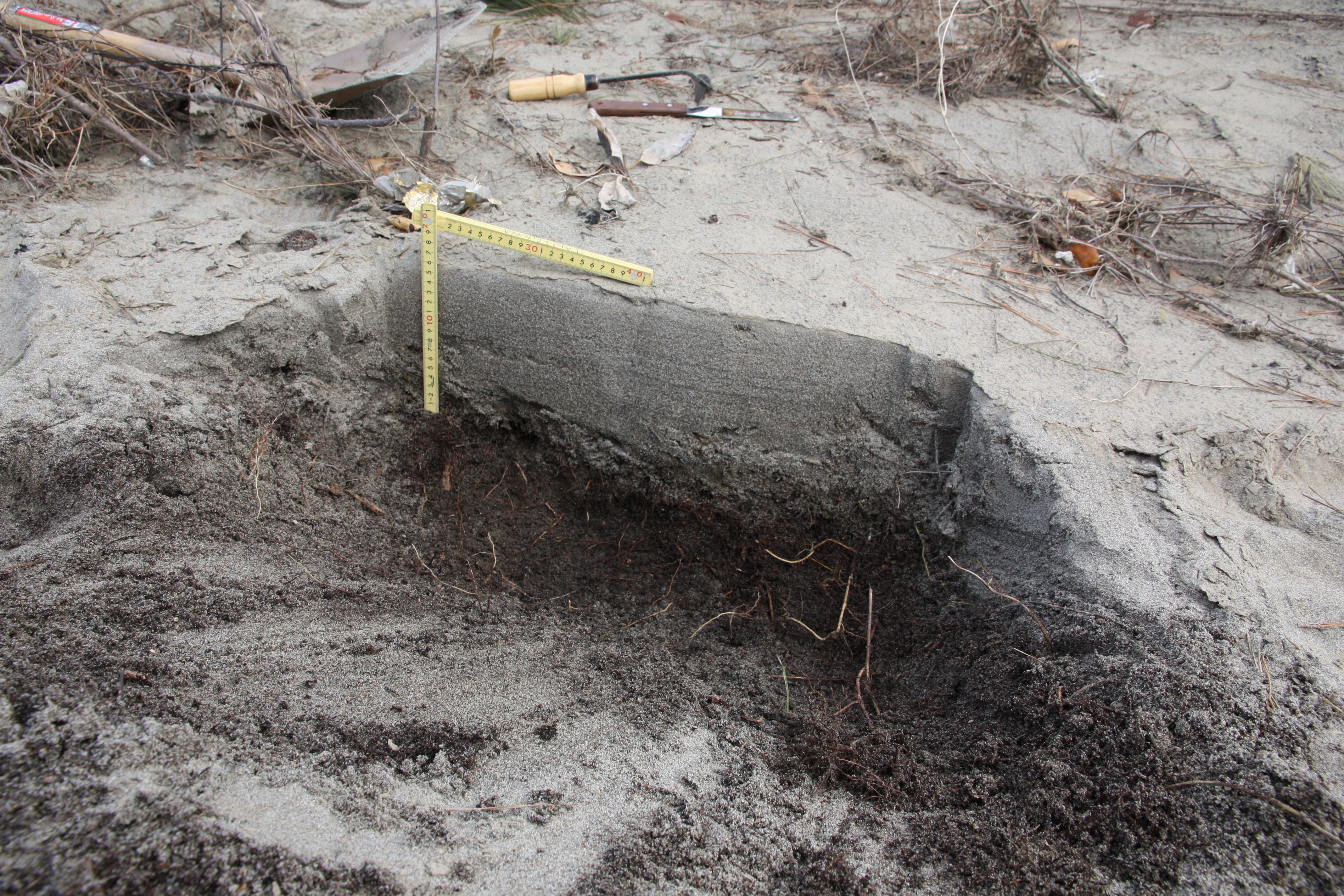 東北津波堆積物