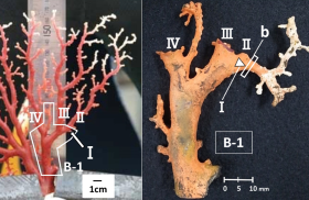 鹿児島県竹島沖の水深135 mの海底で98ヶ月間飼育されたアカサンゴ飼育後。Iの三角から右方向に伸びる枝が飼育期間中に成長、bの部位で成長速度を推定。