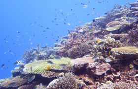 沖縄県瀬底島近傍で撮影したサンゴ礁生態系