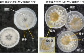 褐虫藻有無でのサンゴ稚ポリプの比較写真