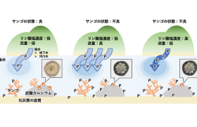 リン酸塩の負荷量の変化がサンゴに及ぼす影響の模式図