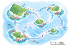 海流に乗って分散するサンゴの浮遊幼生の概念図