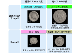 海水のpHとアルカリ度による有孔虫の殻形成の違い