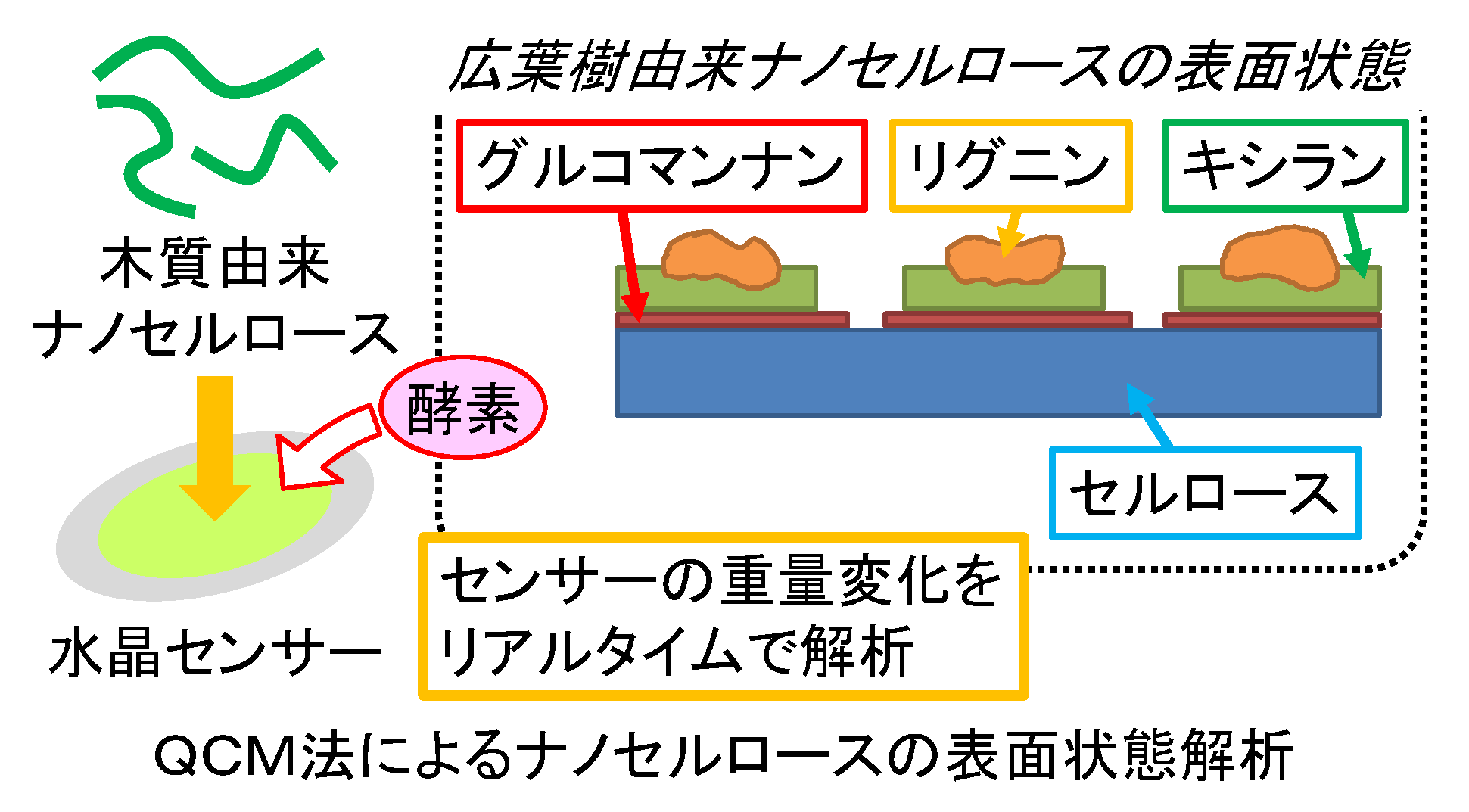 水晶振動子マイクロバランス法(QCM)によるナノセルロース表面解析